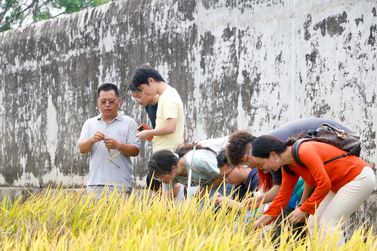 张庆路老师讲解黑米水稻种植（通讯员 周子恒摄）